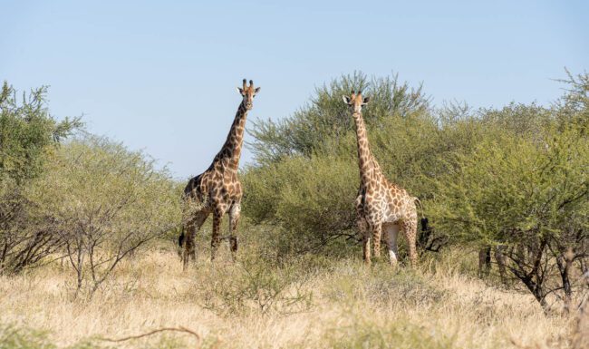 Bushveld Mountains Wildlife - Giraffes